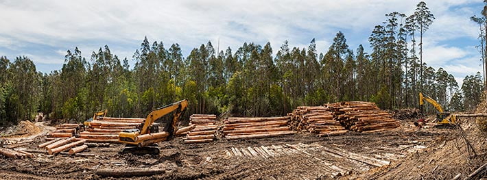 Timber source Australia