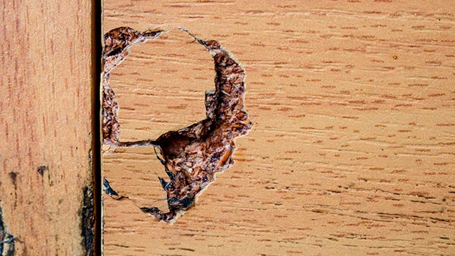 termite-damage-in-manufactured-wood
